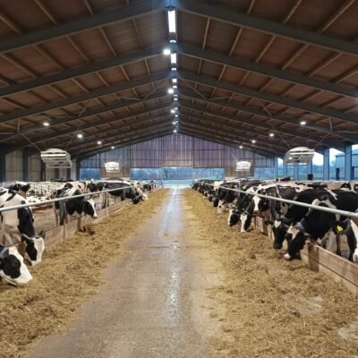 Modern dairy shed Devon Farm Vets Dairy Vets dairy shed