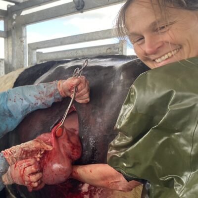 ib surgery with students ib surgery with students Devon Dairy Farm Vets