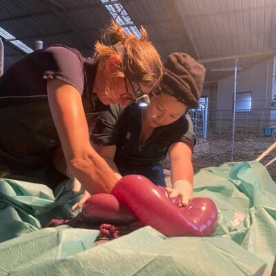 calf surgery calf surgery with Devon Farm Vets