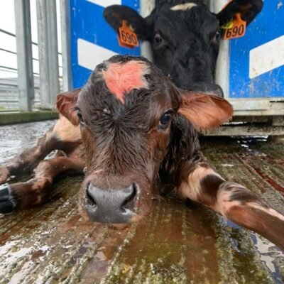 cow and calf Devon Farm Vets Devon Dairy Vets