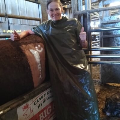 ib caesar post cow caesar Devon Dairy Farm Vets