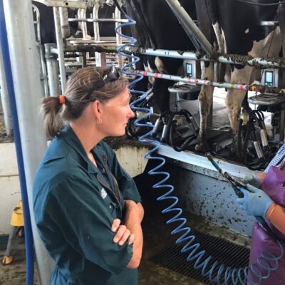ib in rotary parlour Devon Dairy Vets Devon Farm Vets