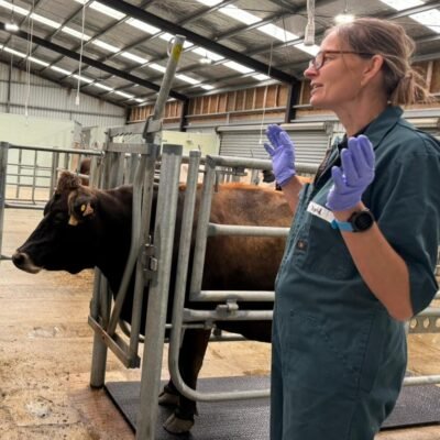 ib teaching at latu with cow ib teaching at latu with cow Devon DAiry Farm Vets