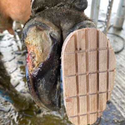 lame cow treatment Devon Dairy Vets lame cow treatment Devon Dairy Vets Farm Vets