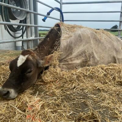 sick down cow Devon Dairy Vets sick down cow Devon Dairy Farm Vets