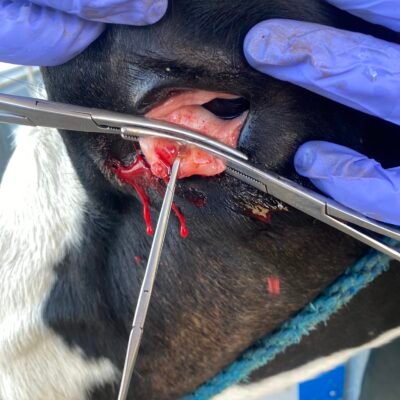 third eyelid surgery Devon Dairy Vets third eyelid surgery Devon Dairy Vets Farm Vets