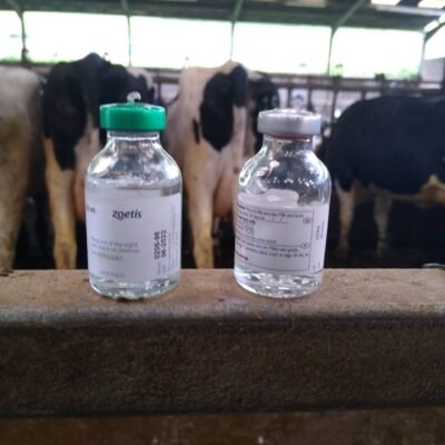 fertility medicines Devon Dairy Vets Devon Farm Vets Devon Dairy Vets