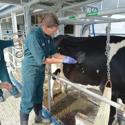Liver biopsie cow Liver biopsie Devon Dairy Farm Vets