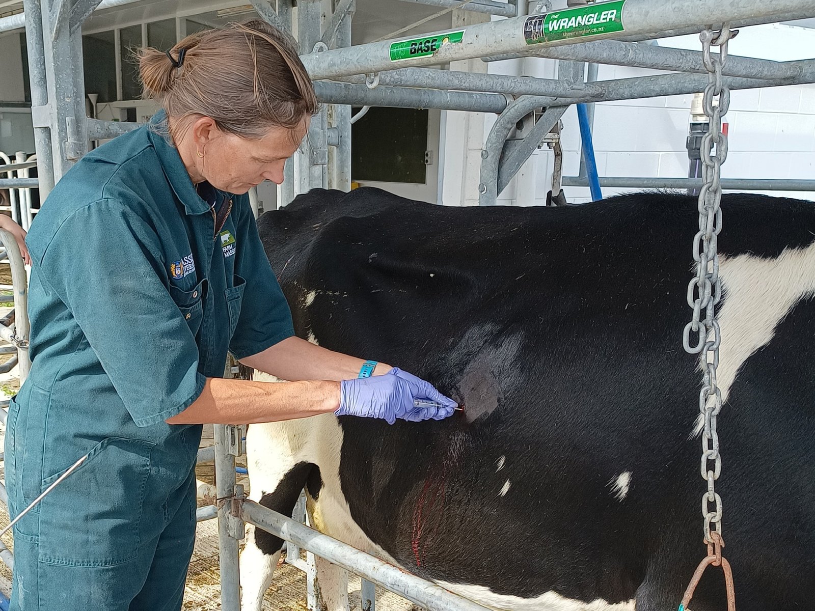 liver biopsie devon dairy farm vets