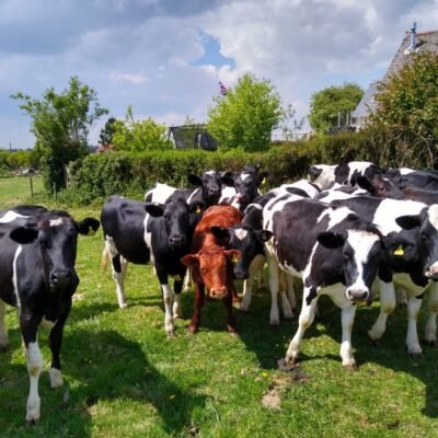 heifers in the field next to the house heifers in the field Devon dairy Farm Vets