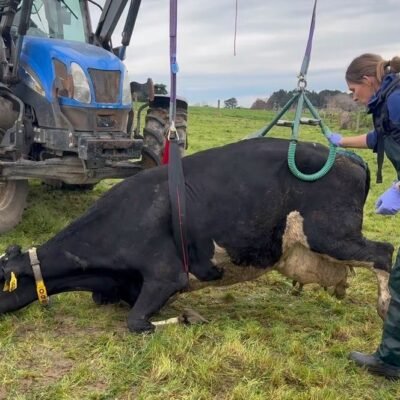 lifting cow lifting cow Devon DAiry Farm Vets