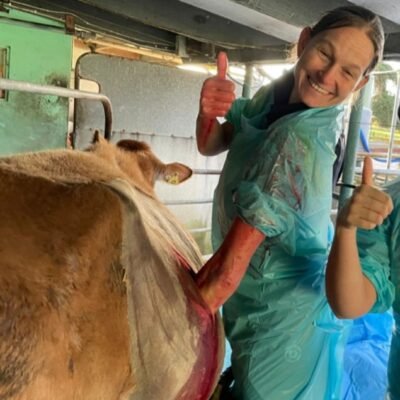 surgery cow jhs ib Devon Farm Vets surgery cow